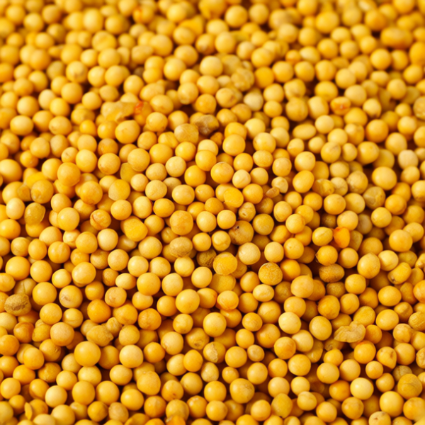 中药黄金豆图片